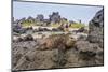 Galapagos Marine Iguana (Amblyrhynchus Cristatus) Basking in Urbina Bay-Michael Nolan-Mounted Photographic Print