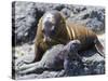 Galapagos Marine Iguana (Amblyrhynchus Cristatus), Galapagos, UNESCO World Heritage Site, Ecuador-Michael Nolan-Stretched Canvas