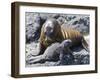 Galapagos Marine Iguana (Amblyrhynchus Cristatus), Galapagos, UNESCO World Heritage Site, Ecuador-Michael Nolan-Framed Photographic Print