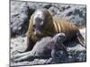 Galapagos Marine Iguana (Amblyrhynchus Cristatus), Galapagos, UNESCO World Heritage Site, Ecuador-Michael Nolan-Mounted Photographic Print