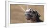 Galapagos Marine Iguana Sneezing Excreting Salt and Water by Nose - Funny Animals. close up of Mari-Maridav-Framed Photographic Print