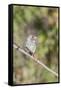 Galapagos Medium Ground-Finch (Geospiza Fortis)-G and M Therin-Weise-Framed Stretched Canvas