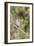 Galapagos Medium Ground-Finch (Geospiza Fortis)-G and M Therin-Weise-Framed Photographic Print