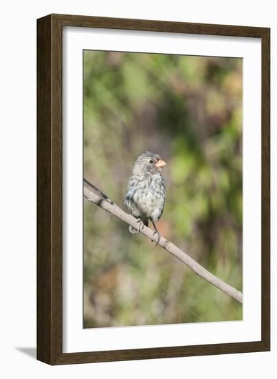 Galapagos Medium Ground-Finch (Geospiza Fortis)-G and M Therin-Weise-Framed Photographic Print