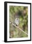 Galapagos Medium Ground-Finch (Geospiza Fortis)-G and M Therin-Weise-Framed Photographic Print