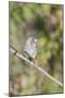 Galapagos Medium Ground-Finch (Geospiza Fortis)-G and M Therin-Weise-Mounted Photographic Print