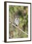 Galapagos Medium Ground-Finch (Geospiza Fortis)-G and M Therin-Weise-Framed Photographic Print