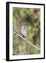 Galapagos Medium Ground-Finch (Geospiza Fortis)-G and M Therin-Weise-Framed Photographic Print