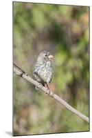 Galapagos Medium Ground-Finch (Geospiza Fortis)-G and M Therin-Weise-Mounted Photographic Print
