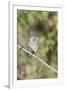 Galapagos Medium Ground-Finch (Geospiza Fortis)-G and M Therin-Weise-Framed Photographic Print