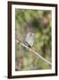 Galapagos Medium Ground-Finch (Geospiza Fortis)-G and M Therin-Weise-Framed Photographic Print