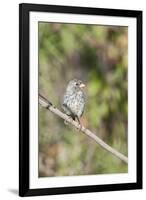 Galapagos Medium Ground-Finch (Geospiza Fortis)-G and M Therin-Weise-Framed Photographic Print