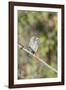 Galapagos Medium Ground-Finch (Geospiza Fortis)-G and M Therin-Weise-Framed Photographic Print