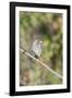 Galapagos Medium Ground-Finch (Geospiza Fortis)-G and M Therin-Weise-Framed Photographic Print