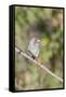 Galapagos Medium Ground-Finch (Geospiza Fortis)-G and M Therin-Weise-Framed Stretched Canvas