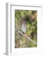 Galapagos Medium Ground-Finch (Geospiza Fortis)-G and M Therin-Weise-Framed Photographic Print