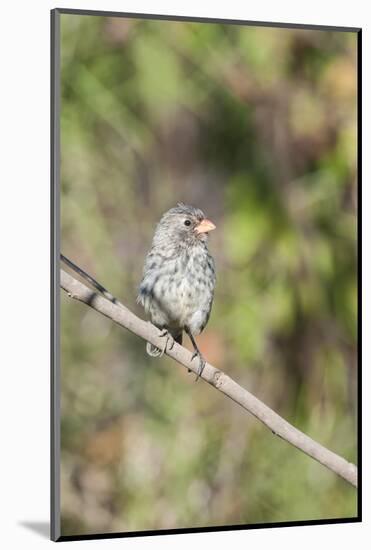 Galapagos Medium Ground-Finch (Geospiza Fortis)-G and M Therin-Weise-Mounted Photographic Print