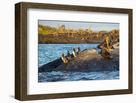Galapagos penguin, Galapagos sea lion and Marine iguana-Tui De Roy-Framed Photographic Print