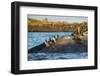 Galapagos penguin, Galapagos sea lion and Marine iguana-Tui De Roy-Framed Photographic Print