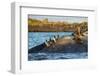 Galapagos penguin, Galapagos sea lion and Marine iguana-Tui De Roy-Framed Photographic Print