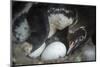 Galapagos penguin incubating egg, Puerto Pajas, Isabela Island, Galapagos-Tui De Roy-Mounted Photographic Print