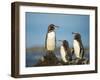 Galapagos penguin Isla Tortuga, Isabela Island, Galapagos-Tui De Roy-Framed Photographic Print