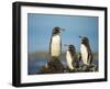 Galapagos penguin Isla Tortuga, Isabela Island, Galapagos-Tui De Roy-Framed Photographic Print