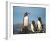 Galapagos penguin Isla Tortuga, Isabela Island, Galapagos-Tui De Roy-Framed Photographic Print