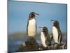 Galapagos penguin Isla Tortuga, Isabela Island, Galapagos-Tui De Roy-Mounted Photographic Print