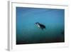 Galapagos Penguin (Spheniscus Mendiculus), Galapagos Islands, Ecuador-Pete Oxford-Framed Photographic Print