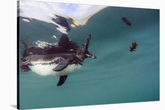 Galapagos Penguin (Spheniscus Mendiculus), Galapagos Islands, Ecuador-Pete Oxford-Stretched Canvas