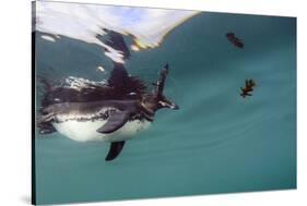 Galapagos Penguin (Spheniscus Mendiculus), Galapagos Islands, Ecuador-Pete Oxford-Stretched Canvas