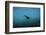 Galapagos Penguin (Spheniscus Mendiculus), Galapagos Islands, Ecuador-Pete Oxford-Framed Photographic Print