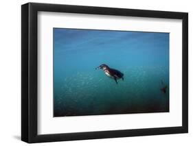 Galapagos Penguin (Spheniscus Mendiculus), Galapagos Islands, Ecuador-Pete Oxford-Framed Photographic Print