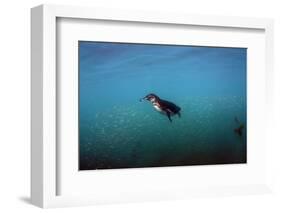 Galapagos Penguin (Spheniscus Mendiculus), Galapagos Islands, Ecuador-Pete Oxford-Framed Photographic Print
