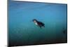 Galapagos Penguin (Spheniscus Mendiculus), Galapagos Islands, Ecuador-Pete Oxford-Mounted Photographic Print