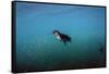 Galapagos Penguin (Spheniscus Mendiculus), Galapagos Islands, Ecuador-Pete Oxford-Framed Stretched Canvas