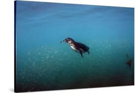 Galapagos Penguin (Spheniscus Mendiculus), Galapagos Islands, Ecuador-Pete Oxford-Stretched Canvas