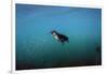 Galapagos Penguin (Spheniscus Mendiculus), Galapagos Islands, Ecuador-Pete Oxford-Framed Photographic Print