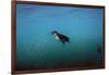 Galapagos Penguin (Spheniscus Mendiculus), Galapagos Islands, Ecuador-Pete Oxford-Framed Photographic Print