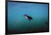 Galapagos Penguin (Spheniscus Mendiculus), Galapagos Islands, Ecuador-Pete Oxford-Framed Photographic Print