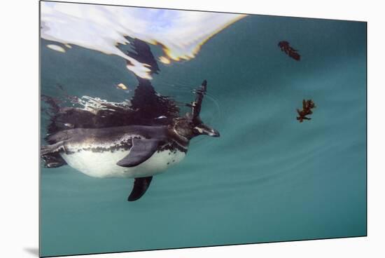 Galapagos Penguin (Spheniscus Mendiculus), Galapagos Islands, Ecuador-Pete Oxford-Mounted Premium Photographic Print