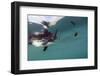 Galapagos Penguin (Spheniscus Mendiculus), Galapagos Islands, Ecuador-Pete Oxford-Framed Photographic Print