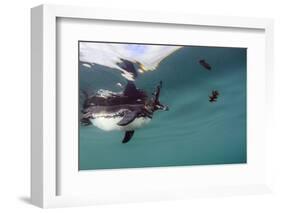 Galapagos Penguin (Spheniscus Mendiculus), Galapagos Islands, Ecuador-Pete Oxford-Framed Photographic Print