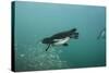 Galapagos Penguin (Spheniscus Mendiculus), Galapagos Islands, Ecuador-Pete Oxford-Stretched Canvas