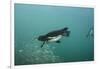 Galapagos Penguin (Spheniscus Mendiculus), Galapagos Islands, Ecuador-Pete Oxford-Framed Photographic Print