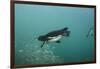 Galapagos Penguin (Spheniscus Mendiculus), Galapagos Islands, Ecuador-Pete Oxford-Framed Photographic Print