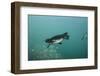 Galapagos Penguin (Spheniscus Mendiculus), Galapagos Islands, Ecuador-Pete Oxford-Framed Photographic Print