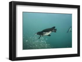 Galapagos Penguin (Spheniscus Mendiculus), Galapagos Islands, Ecuador-Pete Oxford-Framed Photographic Print