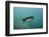 Galapagos Penguin (Spheniscus Mendiculus), Galapagos Islands, Ecuador-Pete Oxford-Framed Photographic Print